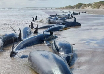 Tasmania's Tragic Whale Stranding: 90 Whales to Be Euthanized After Mass Beaching