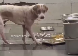 Hefty Fees, Filthy Kitchens: Where is FSSAI as Food Poisoning Rises in Schools & Colleges