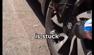 Heroic Act: Kind Man Saves Helpless Bat, Proving Every Life Matters