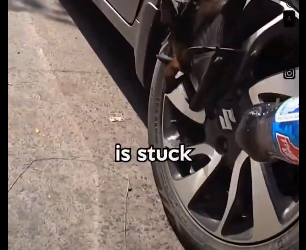 Heroic Act: Kind Man Saves Helpless Bat, Proving Every Life Matters