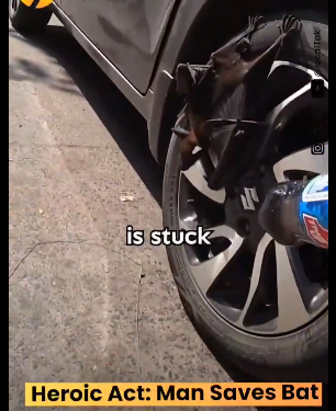 Heroic Act: Kind Man Saves Helpless Bat, Proving Every Life Matters
