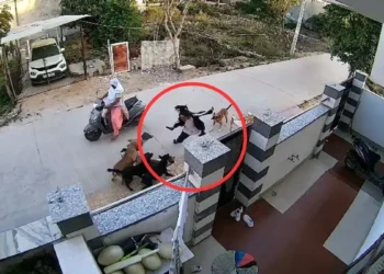 Stray Dog Attack in Alwar Sparks Urgent Call for Public Safety Measures