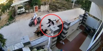 Stray Dog Attack in Alwar Sparks Urgent Call for Public Safety Measures