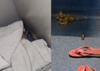 Passenger Pays ₹2,000 for AC Ticket, Finds Rats Crawling in Coach on South Bihar Express