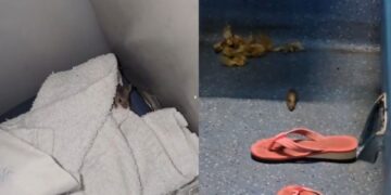 Passenger Pays ₹2,000 for AC Ticket, Finds Rats Crawling in Coach on South Bihar Express