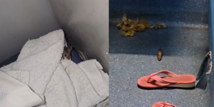 Passenger Pays ₹2,000 for AC Ticket, Finds Rats Crawling in Coach on South Bihar Express