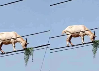 Sky-High Snacking: Daredevil Goat Caught Balancing on Power Lines for a Bite of Grass 2025