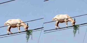 Sky-High Snacking: Daredevil Goat Caught Balancing on Power Lines for a Bite of Grass 2025