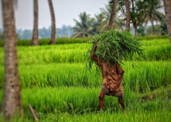 Sowing Hope: The Silent Strength of a Farmer’s Faith 2025