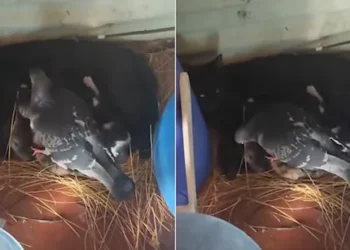 Feathers and Fur: A Pigeon’s Silent Act of Love for a New Feline Mother 2025