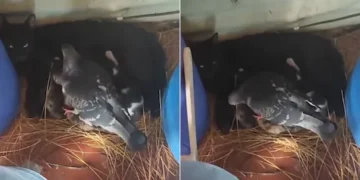 Feathers and Fur: A Pigeon’s Silent Act of Love for a New Feline Mother 2025