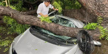 Cars damaged trees uprooted as heavy rains winds batter delhi