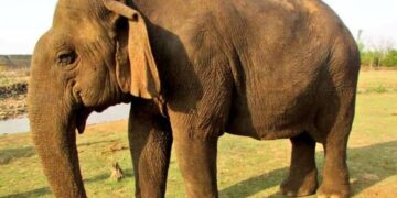 Vatsala: The Beloved ‘Nani’ Elephant of Panna Passes Away at 100, Leaving a Legacy of Love and Compassion