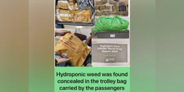 Mumbai Airport Arrest: Smuggler Conceals Hydroponic Weed Worth ₹14.7 Crore in Fake MEA‑Stamped Envelopes
