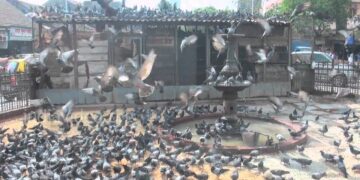 Mumbai Kabutarkhana Protest Draws Minister’s Condemnation After Tarpaulin Removed 2025