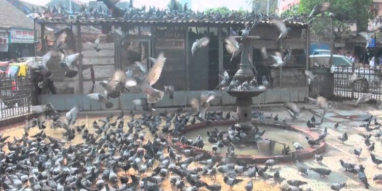 Mumbai Kabutarkhana Protest Draws Minister’s Condemnation After Tarpaulin Removed 2025