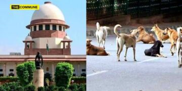 Rajasthan HC Orders Removal of Stray Dogs from Roads Following Delhi SC Directive 2025