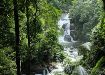 India's forest area improves; rises to 9th spot from 10th globally: FAO report