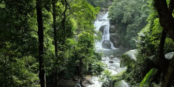 India's forest area improves; rises to 9th spot from 10th globally: FAO report