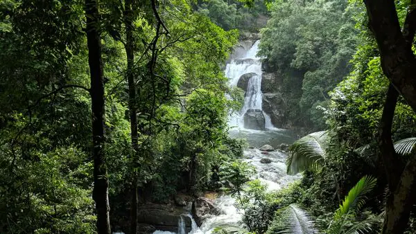 India's forest area improves; rises to 9th spot from 10th globally: FAO report