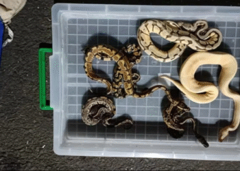 Baby anacondas, lizards and iguanas seized at Mumbai airport; Thane woman booked