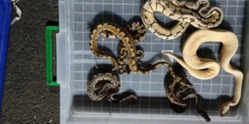 Baby anacondas, lizards and iguanas seized at Mumbai airport; Thane woman booked