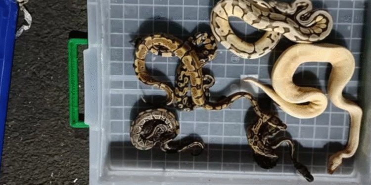 Baby anacondas, lizards and iguanas seized at Mumbai airport; Thane woman booked