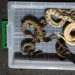 Baby anacondas, lizards and iguanas seized at Mumbai airport; Thane woman booked