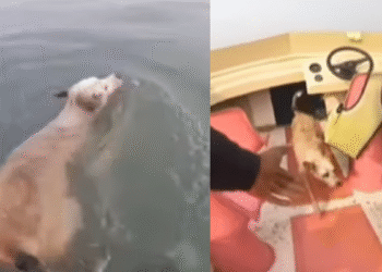 Mumbai: Stray Dog Stranded In Juhu Beach Waters For 3 Days, Rescued After Massive Effort | Video