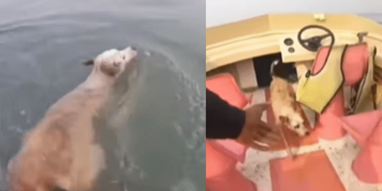 Mumbai: Stray Dog Stranded In Juhu Beach Waters For 3 Days, Rescued After Massive Effort | Video