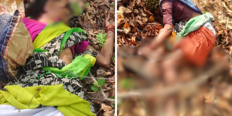 4 Women Killed in Shocking Tiger Attack in Maharashtra’s Chandrapur While Collecting Tendu Leaves
